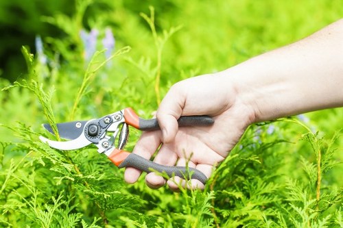 Certified arborist evaluating a tree
