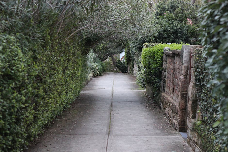 A narrow, paved garden pathway bordered on both sides by dense, well-maintained hedges and shrubs, with some trees arching overhead to create a shaded corridor. On the right side, a low brick wall wit